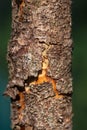 Cracked dry bark on the trunk of a dead pine tree, against a blurred background of greenery. Royalty Free Stock Photo