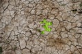 Cracked dry earth as a puzzle Royalty Free Stock Photo