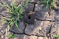 Cracked dry earth as a puzzle, and the spider hole Royalty Free Stock Photo