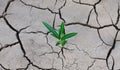 Cracked dry earth and a green lonely plant that breaks through the crack