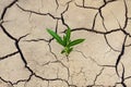 Cracked dry earth and a green lonely plant that breaks through the crack. Ecological and climatic problems