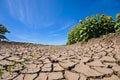 Cracked dry earth next to a sunflower field Royalty Free Stock Photo