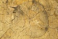 Cracked dry oak texture oak stump background