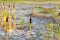 Cracked dry soil in dried out lake with remaining resilient plan Royalty Free Stock Photo