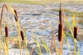 Cracked dry soil in dried out lake with remaining resilient plan Royalty Free Stock Photo