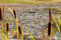 Cracked dry soil in dried out lake with remaining resilient plan Royalty Free Stock Photo