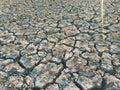 Cracked Dry Soil or Ground in the Agriculture Field with Chopped Paddy Rice Plants or Residues, Fertile Green Plant in the Desert Royalty Free Stock Photo