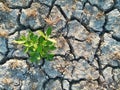 Cracked Dry Soil or Ground in the Agriculture Field with Chopped Paddy Rice Plants or Residues, Fertile Green Plant in the Desert Royalty Free Stock Photo