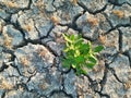 Cracked Dry Soil or Ground in the Agriculture Field with Chopped Paddy Rice Plants or Residues, Fertile Green Plant in the Desert Royalty Free Stock Photo