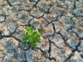 Cracked Dry Soil or Ground in the Agriculture Field with Chopped Paddy Rice Plants or Residues, Fertile Green Plant in the Desert Royalty Free Stock Photo