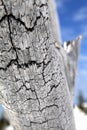 Cracked and dry tree trunk one Royalty Free Stock Photo