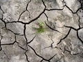 Cracked earth Royalty Free Stock Photo