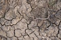 Cracked earth, cracked soil. Texture of grungy dry cracking parched earth. Global warming effect. Royalty Free Stock Photo