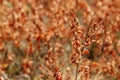 Cracked earth and dead plants Royalty Free Stock Photo