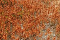 Cracked earth and dead plants Royalty Free Stock Photo