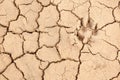 Cracked earth and dog footprint Royalty Free Stock Photo