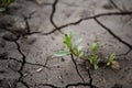 Cracked earth. Plant grows on arid soil. Royalty Free Stock Photo