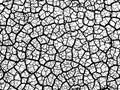Cracked earth soil texture vector background