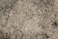 Cracked earth top view with some small seedlings. Dry soil background. Royalty Free Stock Photo
