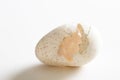 Cracked egg Royalty Free Stock Photo