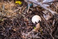 Cracked egg shells in garden debris , humus