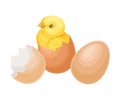 Cracked Eggshell with Yellow Chick as Hatching Process Vector Illustration Royalty Free Stock Photo