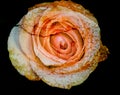 Cracked flower, old rose, art dark tone.