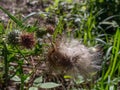 Cracked flower of thistle