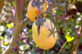 Cracked garden tomatoes due to excessive watering or a rainy period. Green garden tomatoes affected by growth cracks and