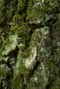 Moss-covered trunk of old birch tree. Close-up vertical photo