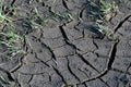 Cracked ground near river, drying out gray mud and green grass. Drought Royalty Free Stock Photo