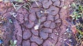 Cracked ground with small grass and plants