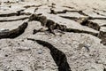 Cracked ground texture Royalty Free Stock Photo
