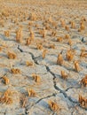 Cracked harvested paddy field land Royalty Free Stock Photo