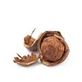 Cracked hazelnut isolated Royalty Free Stock Photo