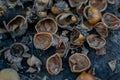 Cracked hazelnut shells on the wood