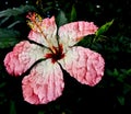 Cracked Hibiscus