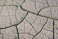 Cracked land texture with grass