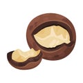 Cracked Macadamia Nut with Broken Shell Vector Illustration