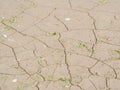 Cracked mud, earth riverbed with dead plants. Dry, drought concept. Royalty Free Stock Photo