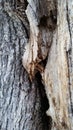 Cracked Oak Tree