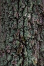 Cracked old tree bark. Lichen on bark Royalty Free Stock Photo