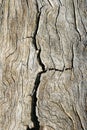 Cracked old wood