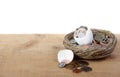 A cracked open egg with coins spilling out