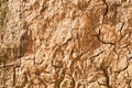 Cracked pattern on Dried Land Royalty Free Stock Photo