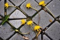 cracked pavement with multiple dandelions growing in pattern