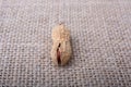 Cracked peanut with shell on a linen canvas Royalty Free Stock Photo