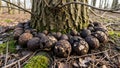 Cracked puffballs possibly of the genus Scleroderma encircle the base of a Royalty Free Stock Photo