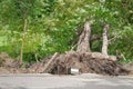 Cracked road, failed rooted tree after rain