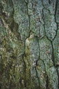 cracked rough green tree bark background